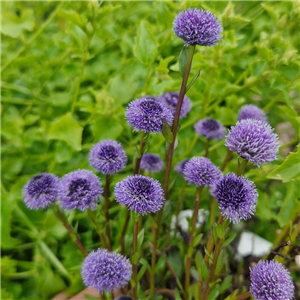 Globularia Punctata